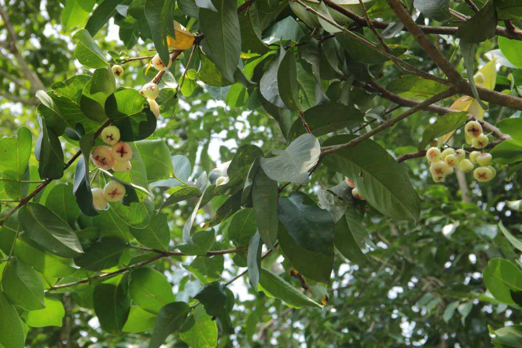 tree in dandeli