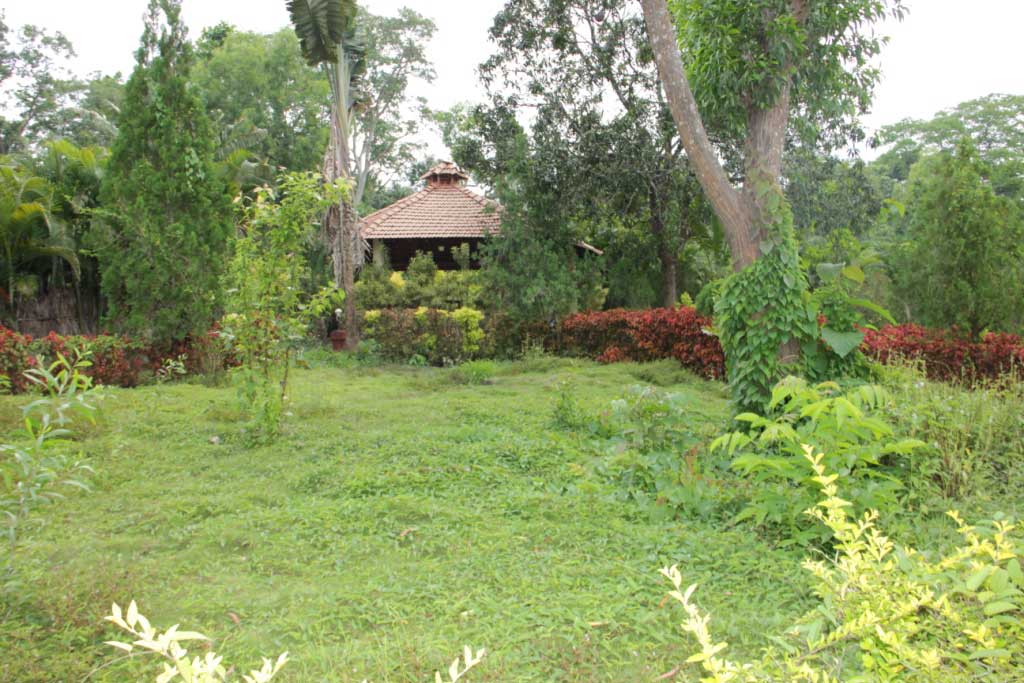 thick forest in dandeli