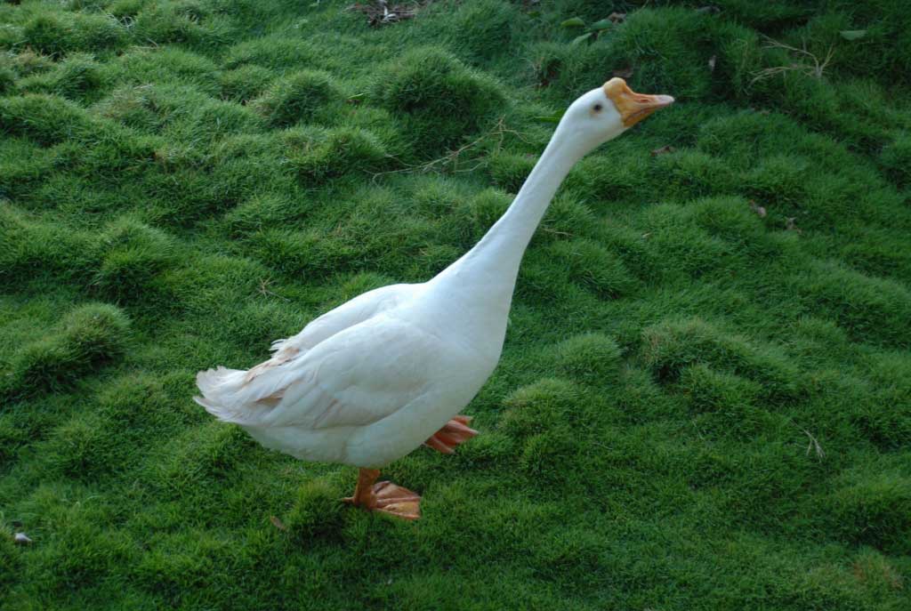 duck