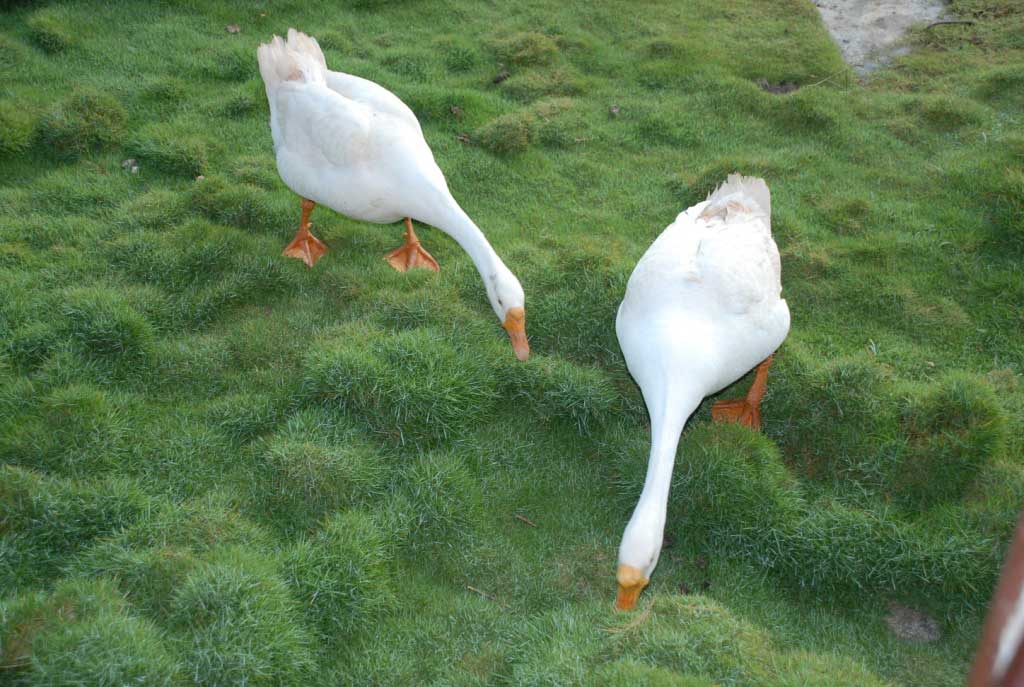 ducks at dandeli