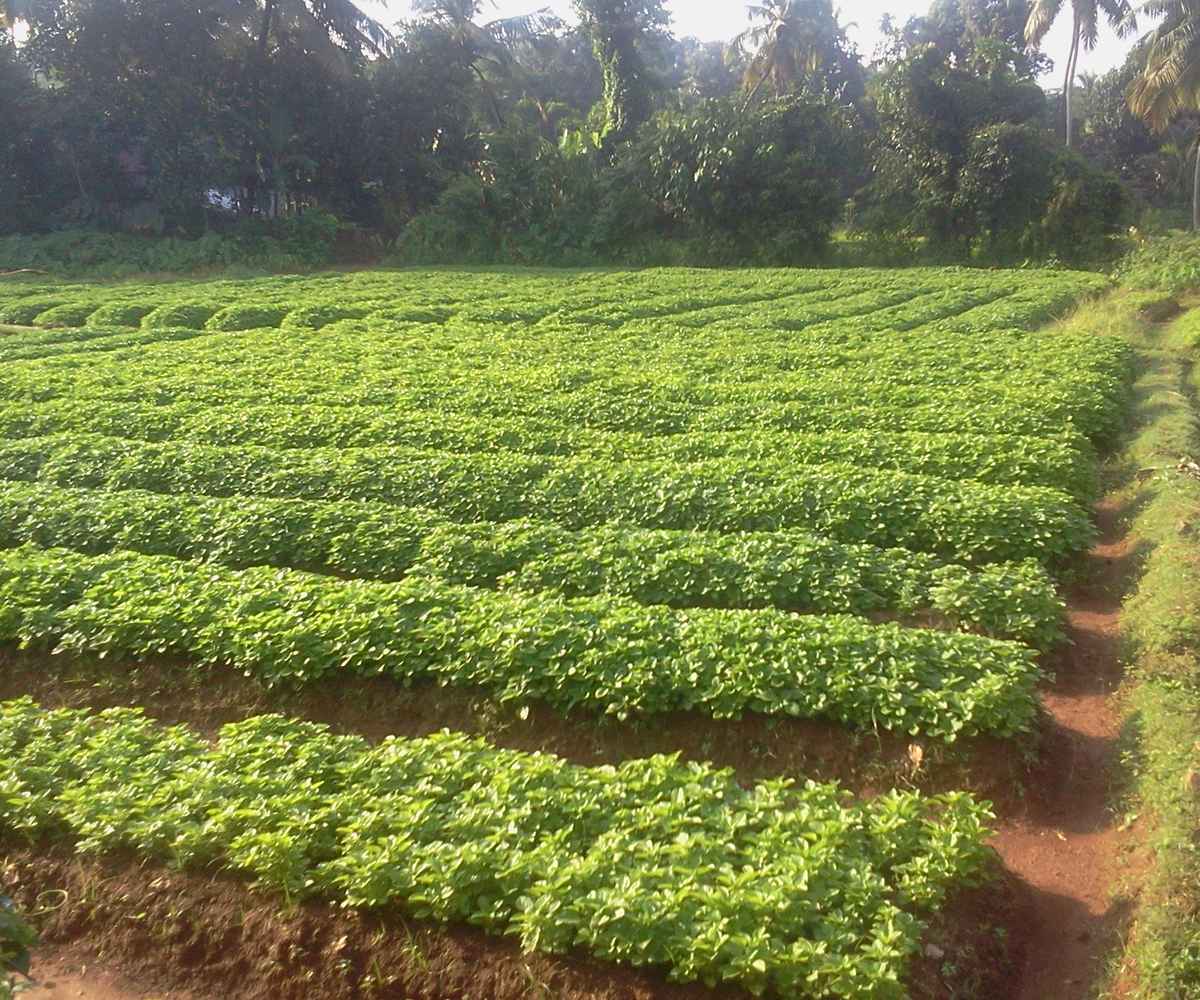 vegetables form farm