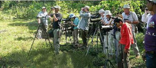 Bird Watching