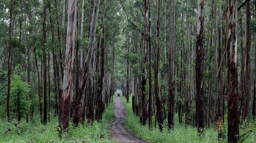 dandeli-wildlife-sanctuary